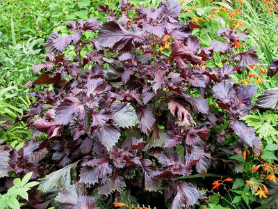 CYBEXIS GBPUT-95 - Red Shiso Herb Perilla - (2250 Seeds) Seed(2250 per packet)