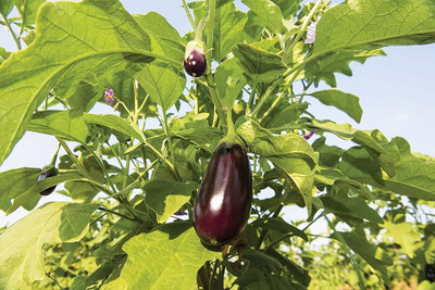 BJUBAS F1 hybrid baingan | bengan seeds PACK OF 33 Seed(33 per packet)