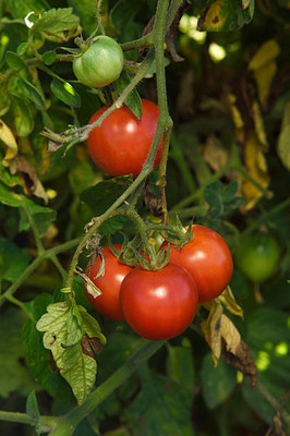 Hench tomato Seed(70 per packet)