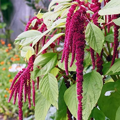 Epazo Amaranthus Seed(18 per packet)