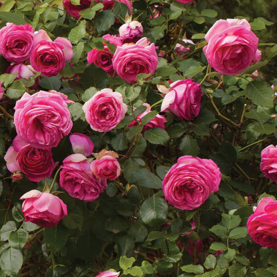 CYBEXIS PUAS-9 - Pink Eden Climbing Rose - (100 Seeds) Seed(100 per packet)