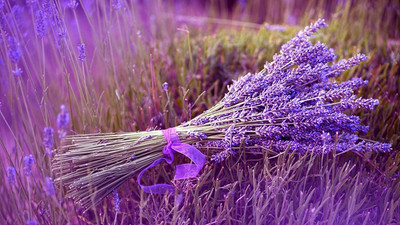 KNESSiN Exotic Herb - True English Lavender[400 Seeds] Seed(400 per packet)