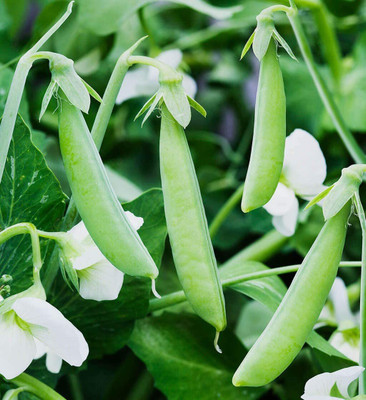 WILLVINE PAU-331 Pea Edible Pod Sugar Snap Seed(50 per packet)
