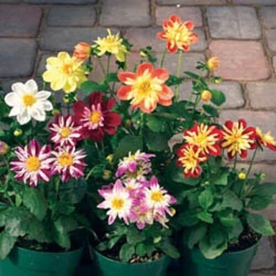 CRGO DAHLIA Seed(50 per packet)