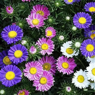 the green dotcom Aster Double Mixed Flower Seeds Seed(39 per packet)