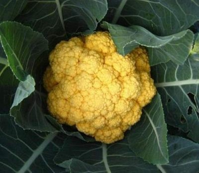 CYBEXIS Golden Cauliflower Seeds2000 Seeds Seed(2000 per packet)