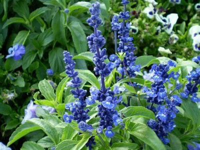 Qualtivate HUA-1A Blue Bedder Sage Seed(100 per packet)