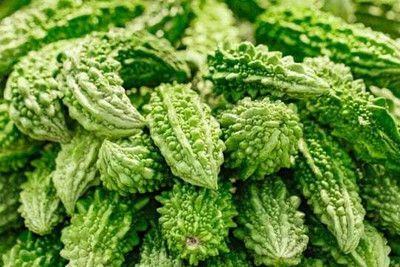 XOLDAA F1 BEST QUALITY BITTER GOURD SEEDS Seed(18 per packet)