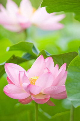 Radha Krishna Agriculture lotus,kamal gatta Seed(11 per packet)