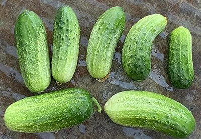 Qualtivate XXX-5A Cucumber Homemade Pickles Variety Seed(300 per packet)