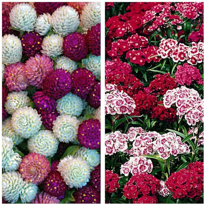 LPR MIX COMBO, FLOWER COMBOO Seed(15 per packet)