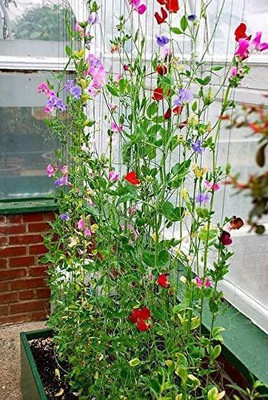 WILLVINE PUAS-703 Royal Mix Sweet Pea Seeds Seed(50 per packet)