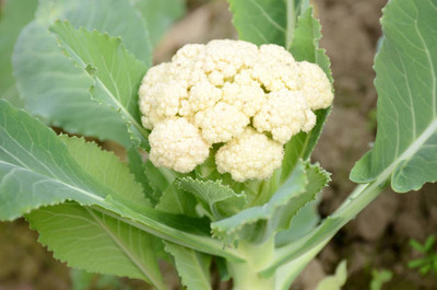 xcentax white cauliflower,gobhee seeds Seed(10 per packet)