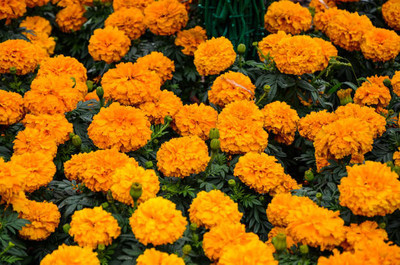 Jignishaseeds marigold/gende ka phool flower seeds Seed(75 per packet)