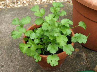 LPR Coriander,KHIRA Seed(300 per packet)