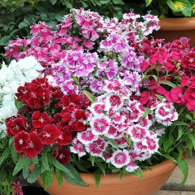 Lorvox Sweet William 'Barbarini Seed(40 per packet)