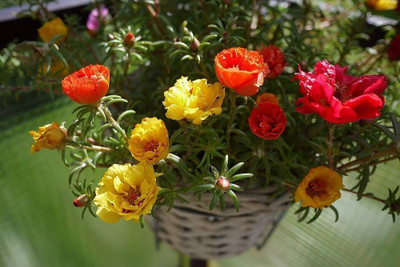 BDSresolve Portulaca mix colour flower seeds pack of 85 Seed(85 per packet)