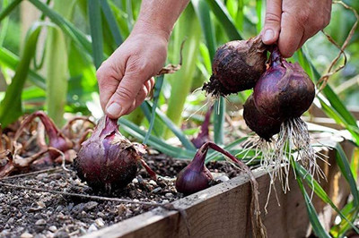 KANAYA Onion Seed(35 per packet)