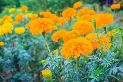 ginnienterpris marigold/gende ka phool flower seeds Seed(75 per packet)
