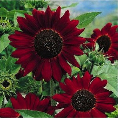 Dasstore Red sunflower seeds pack of 20 Seed(20 per packet)