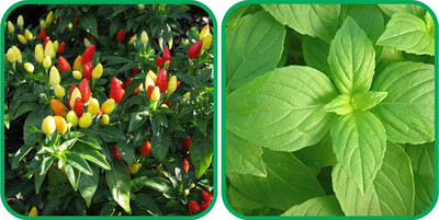 WILLVINE MAH -II Lemon Basil And Ornamental Chilli[25gm, 5000 Seeds] Seed(5000 per packet)