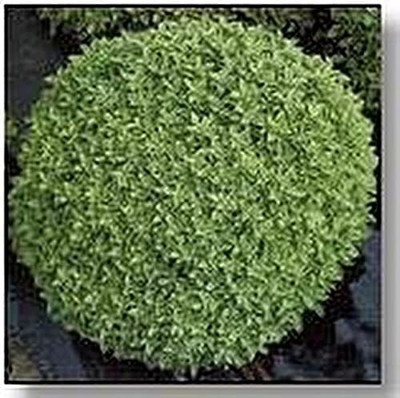 WILLVINE PAU-1 Basil Dwarf Fine Bush Minette Seeds Seed(2000 per packet)