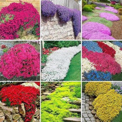 Qualtivate GBPT-7A Mix Creeping Thyme Seeds Seed(50 per packet)