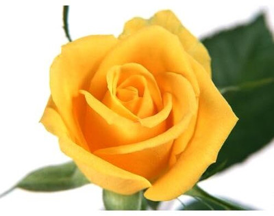 CRGO ROSE , GULAAB Seed(70 per packet)