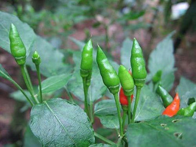 DIVINE CHILLI , PEPPER Seed(15 per packet)