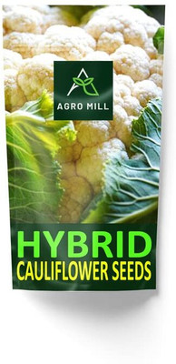 WILLVINE SCI -XII Hybrid Variety C 6051Cauliflower [1g, 300 Seeds] Seed(300 per packet)