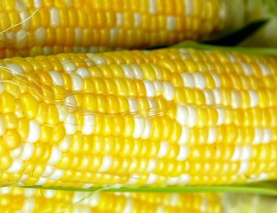 Qualtivate RES-8A Peaches & Cream Corn Seeds Seed(400 per packet)