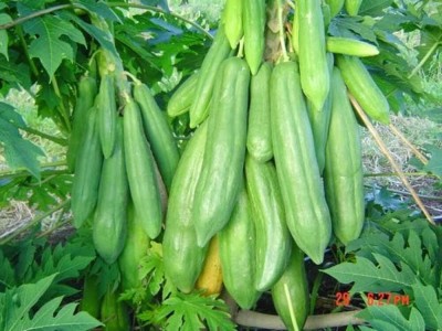 KNESSiN Seeds Thai Papaya (KEAKDUM)[100 Seeds] Seed(100 per packet)