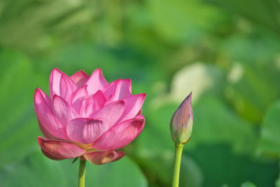 JAGREX lotus,kamal gatta Seed(14 per packet)