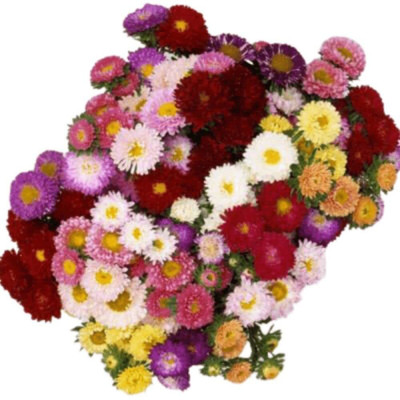 Lorvox Aster Hybrid Flower Seed(20 per packet)