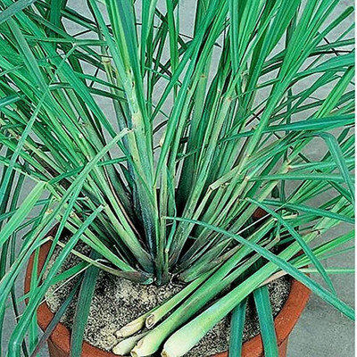 MAA Lemon Grass Seed(20 per packet)
