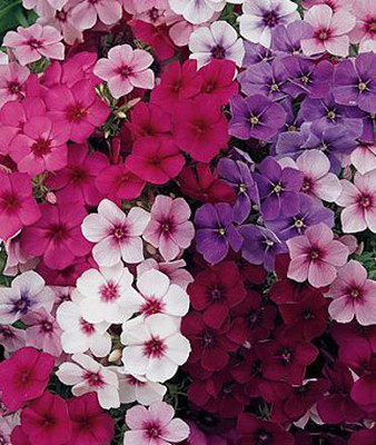 Paudha Phlox Mix Flower Seed(55 per packet)