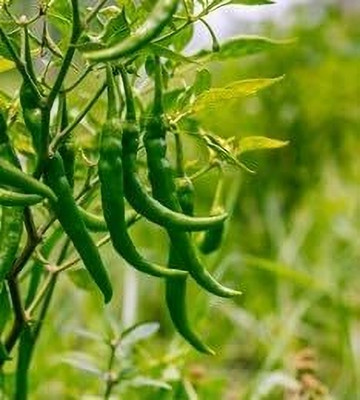 LPR CHILLI,HARI MIRCHI Seed(200 per packet)