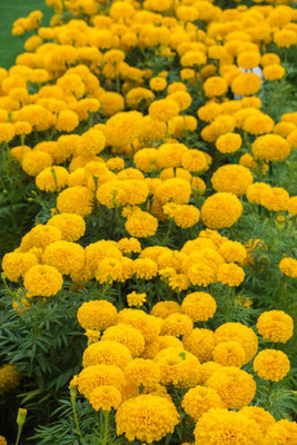 AmbeStore marigold/gende ka phool flower seeds Seed(75 per packet)