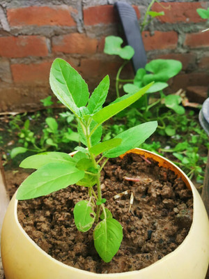 the green dotcom Holy Basil Seeds, Rama Tulsi Seed(350 per packet)