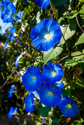 the green dotcom Morning Glory Flower Seed(250 per packet)