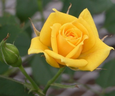 CYBEXIS LXI-5 - Yellow Rose Easy to Grow - (100 Seeds) Seed(100 per packet)