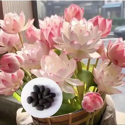 DEYS AGRO ™ night grooming lotus seed|night blooming bowl lotus seeds Seed(16 per packet)