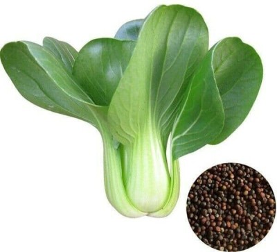 Atlus Pak Choi Organic Vegetable Seed(80 per packet)