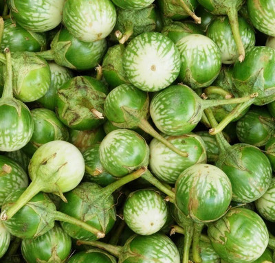 Quentova Brinjal-DXL Seed(500 per packet)