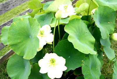Qualtivate PUAS-6A Gọlden Applẹ Yẹllọw Flọwẹrs Lọtụs Seeds Seed(25 per packet)