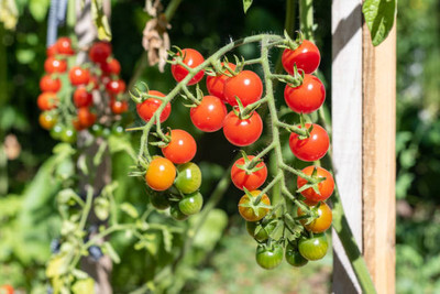 Bamboo tomato Seed(110 per packet)