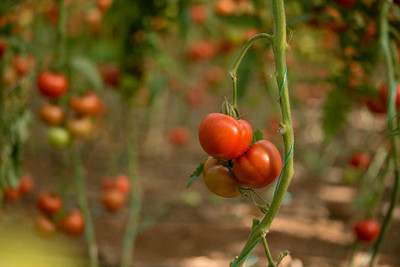 bloomaura tomato Seed(115 per packet)