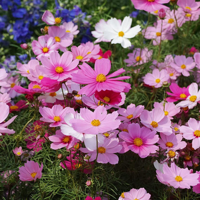 Aywal Cosmos - Double Click Mixed - High Germination Seed(7 g)