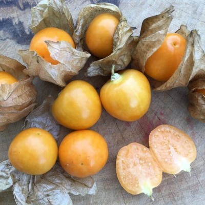 Quentova Cape gooseberry, goldenberry, poha)-SNIG-9O Seed(75 per packet)