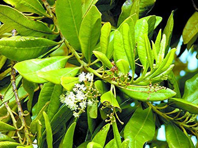 WILLVINE NDIR-70 Dwarf Allspice Sarvasugandhi Seed(100 per packet)